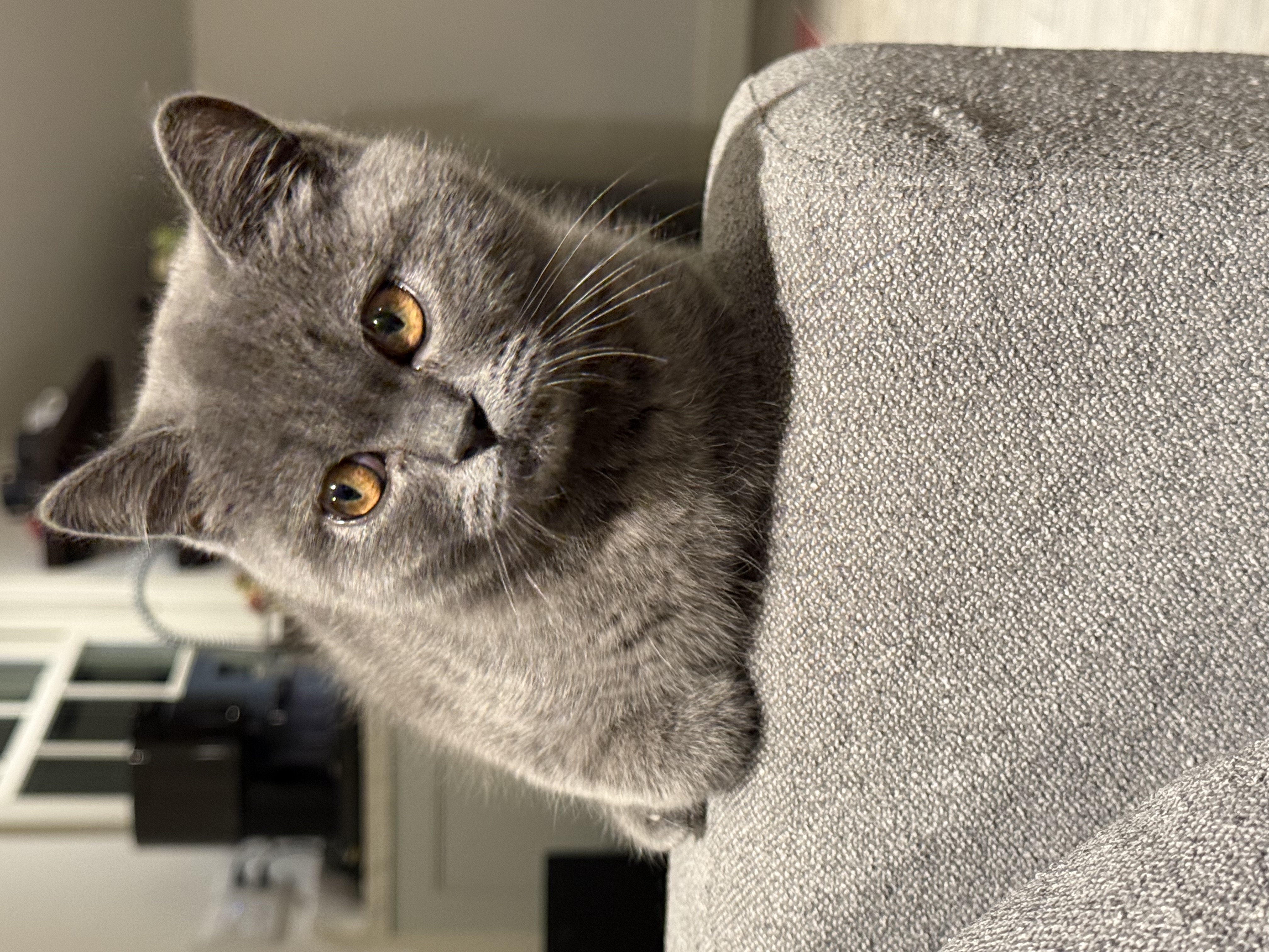 Nimbus Cute
